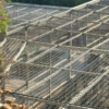 Momentum demands transparency as big cats are quietly relocated amid silence and confusion